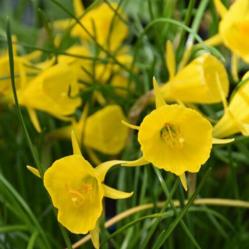 Narcissus bulbocodium 'Golden Bells'