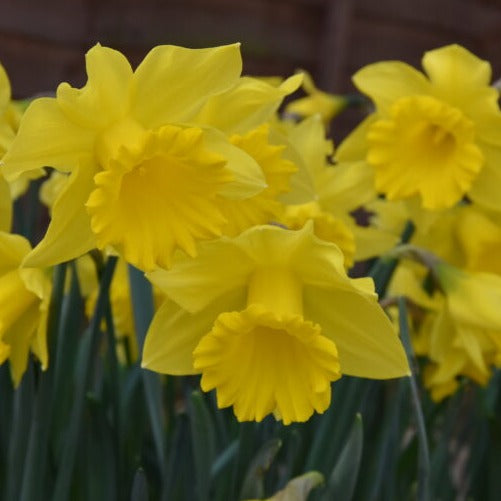 Narcissus 'Golden Harvest'