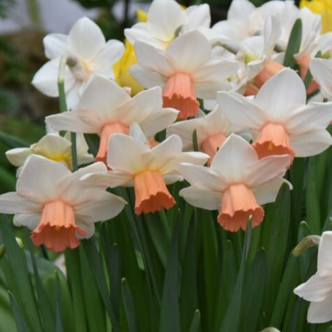 Narcissus 'Iwona'