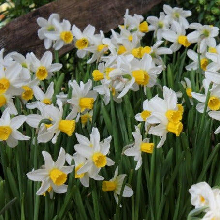 Narcissus 'Jack Snipe'