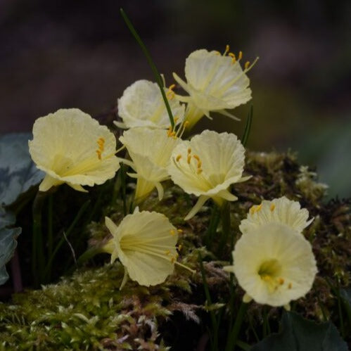 Narcissus romieuxii 'Julia Jane'