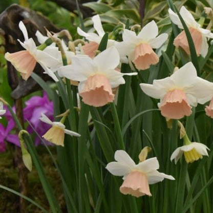 Narcissus 'Katie Heath'