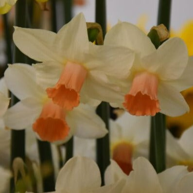 Narcissus 'Kaydee'