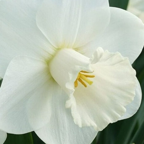 Narcissus 'La Delicatesse'