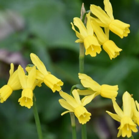 Narcissus 'Little Emma'