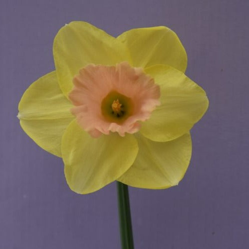 Narcissus 'Lorikeet'