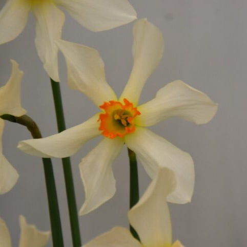Narcissus 'Lucifer' Bulbs