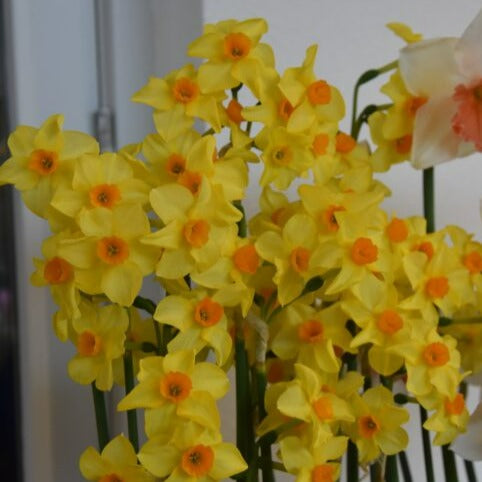 Narcissus 'Martinette'