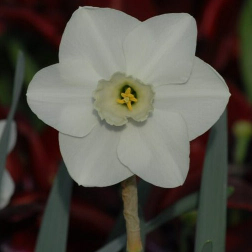 Narcissus 'Misty Glen'