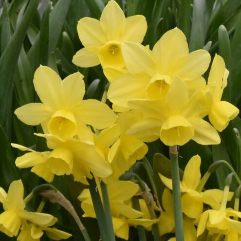 Narcissus 'Moonlight Sensation' – Garden Wildlife