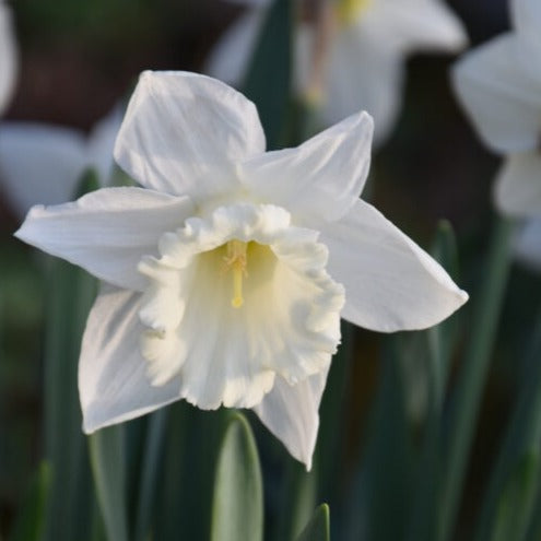 Narcissus 'Mount Hood'