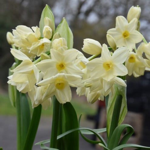 Narcissus 'Paperwhite Omri'