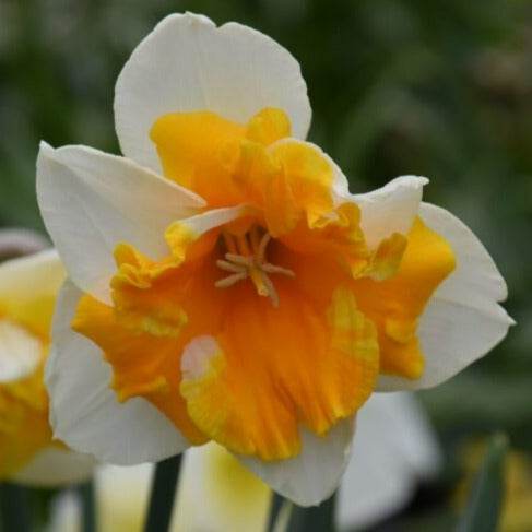 Narcissus 'Orangery'