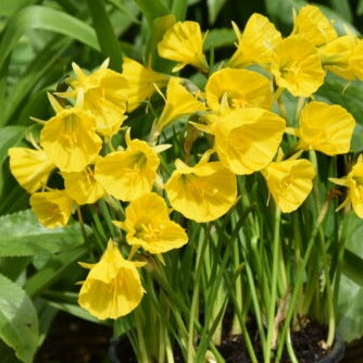 Narcissus 'Oxford Gold'