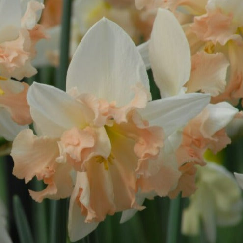 Narcissus 'Palmares'