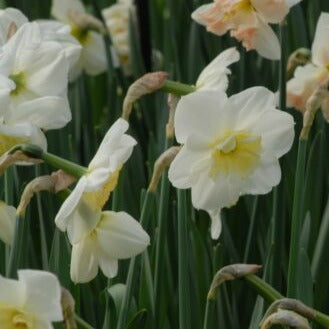 Narcissus 'Papilion Blanc'