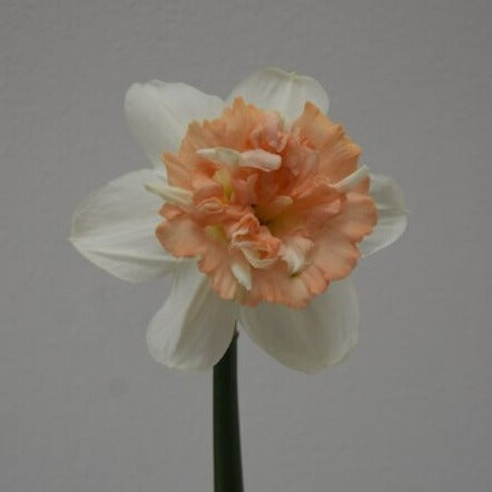 Narcissus 'Petit Four'