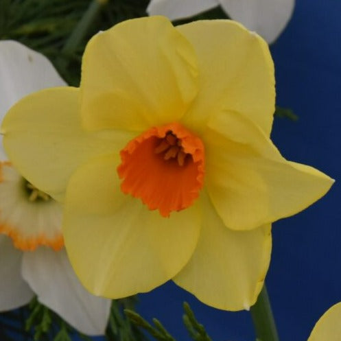 Narcissus 'Pipe Major'