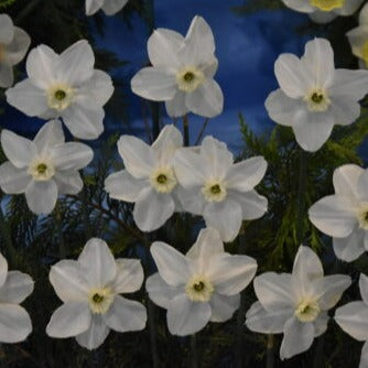 Narcissus 'Polar Ice'