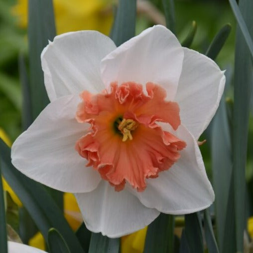 Narcissus 'Precocious'