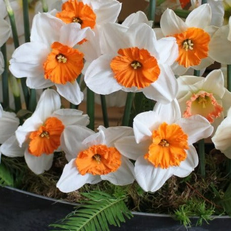 Narcissus 'Professor Einstein'