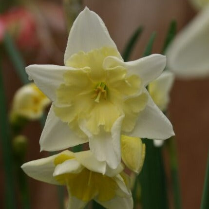 Narcissus 'Prom Dance'