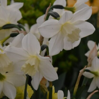 Narcissus 'Pueblo'