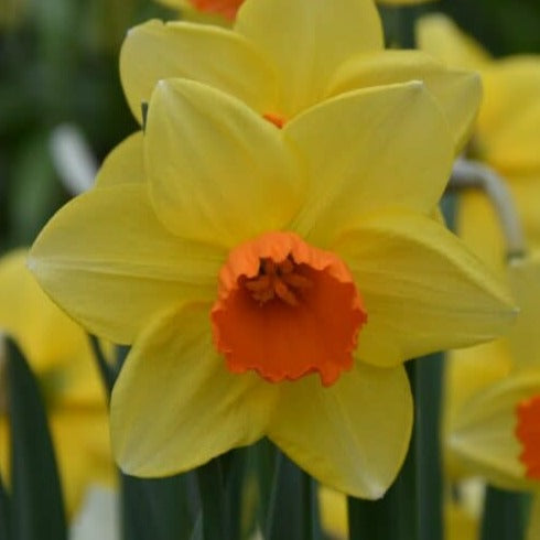 Narcissus 'Red Devon'