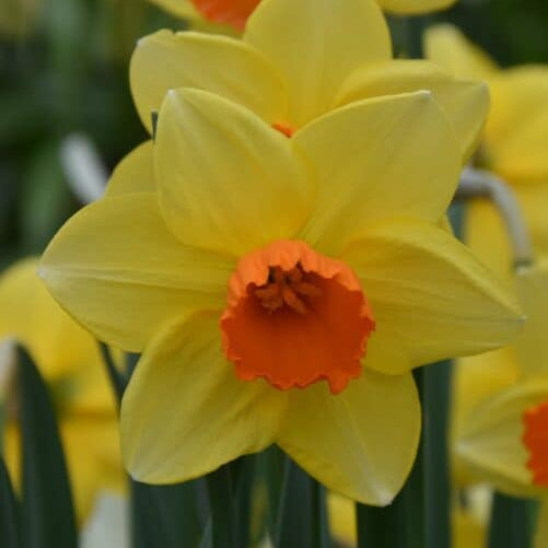 Narcissus Fortune