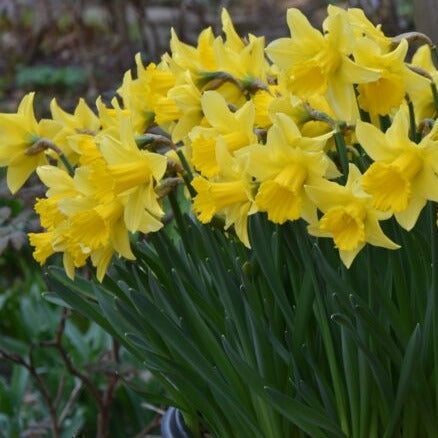 Narcissus 'Rijnveld’s Early Sensation'