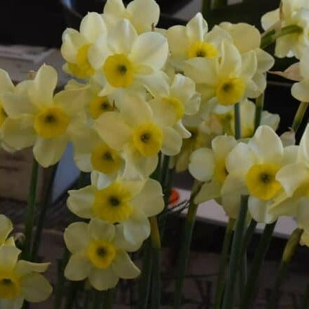 Narcissus 'Rikki'