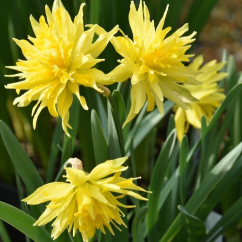 Narcissus 'Rip Van Winkle'