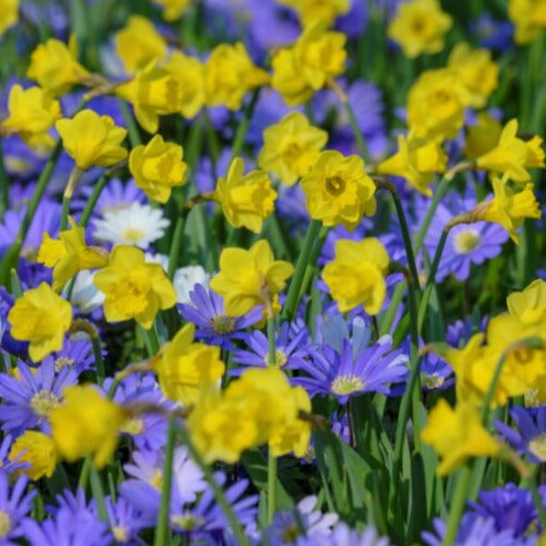 Narcissus 'Roundita'