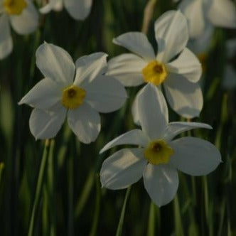 Narcissus 'Seagull'