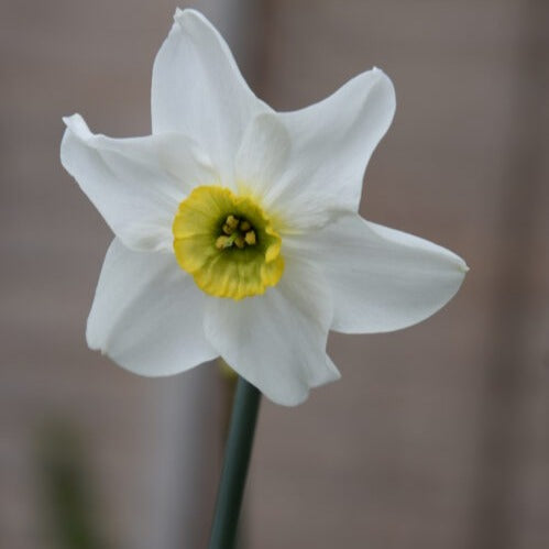 Narcissus 'Sinopel'