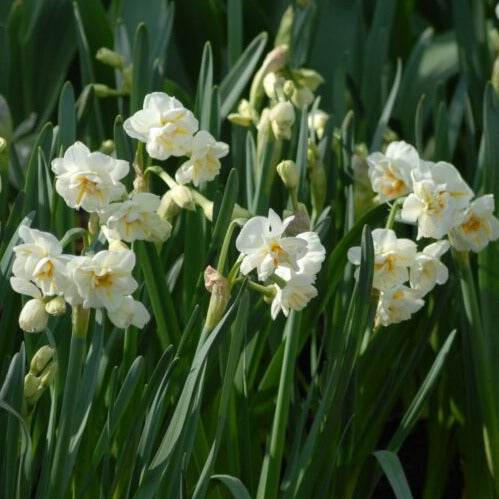 Narcissus 'Sir Winston Churchill'