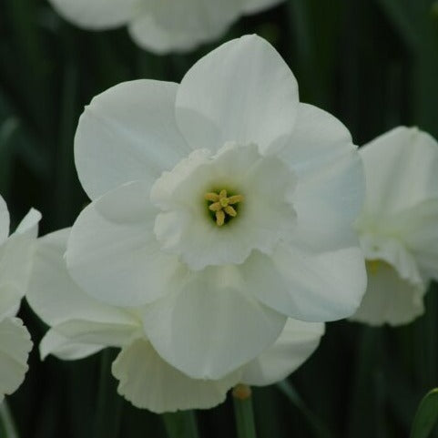 Narcissus 'Stainless'