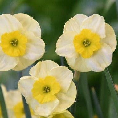 Narcissus 'Sun Disc'