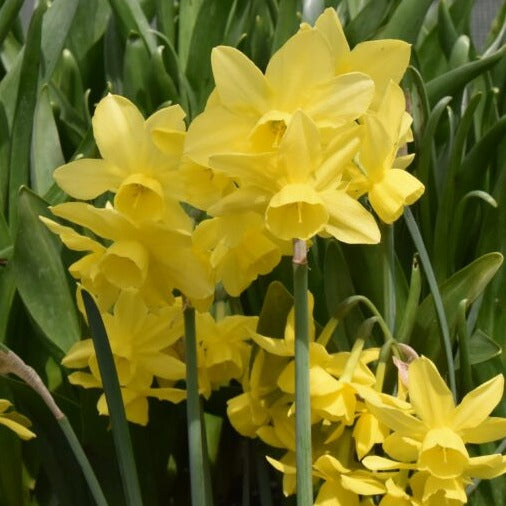 Narcissus 'sunlight Sensation' – Garden Wildlife