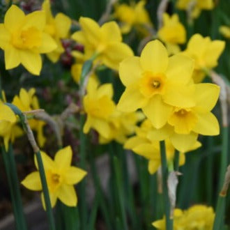 Narcissus 'Sweetness'