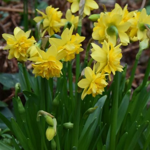 Narcissus 'Tete Boucle'