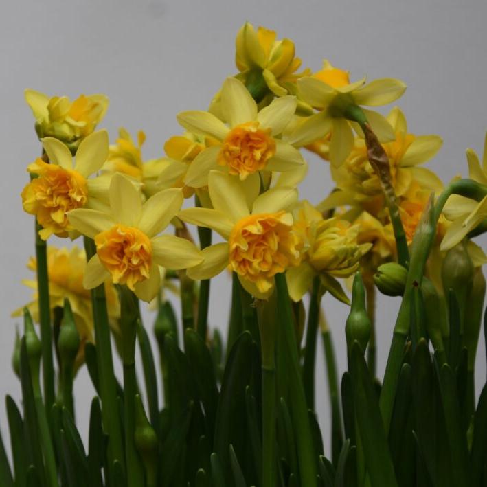 Narcissi 'Tete de luxe'