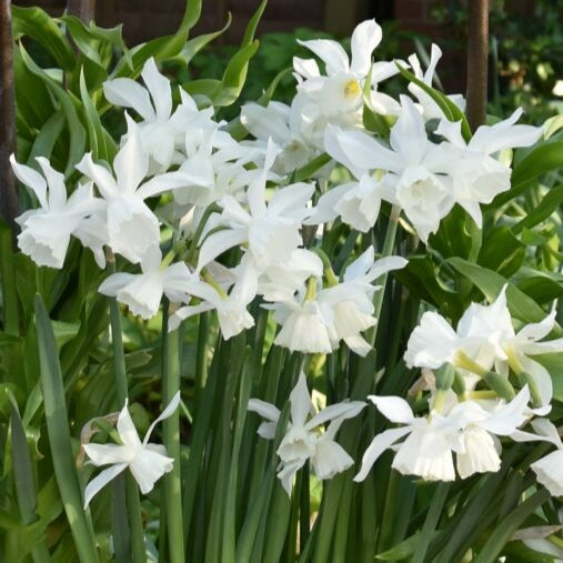 Narcissus 'Thalia'