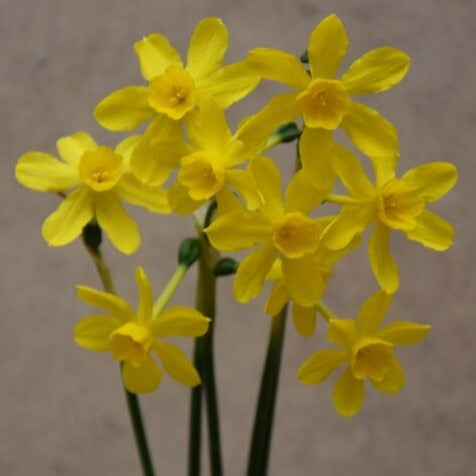 Narcissus 'Tiny Bubbles'