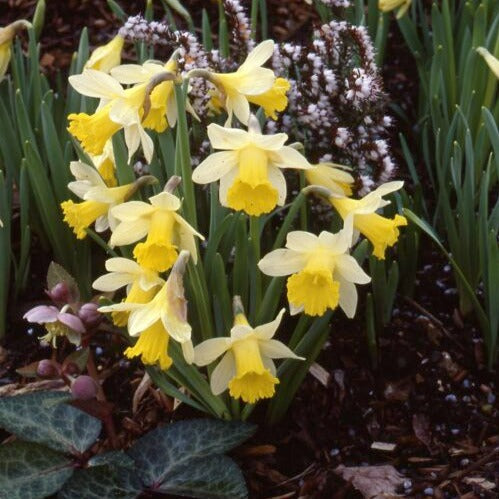 Narcissus 'Topolino'