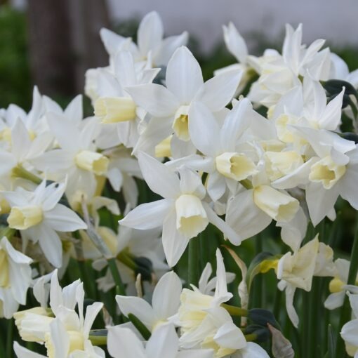 Narcissus 'Toto'