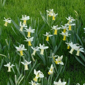 Narcissus 'Tracey'