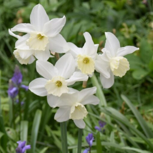 Narcissus 'Tresamble'