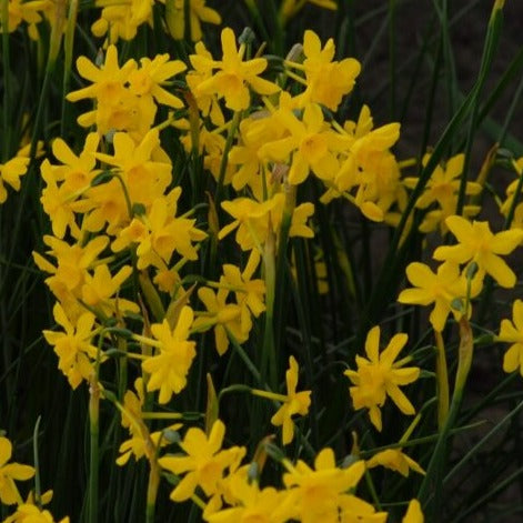 Narcissus 'Twinkling Yellow'