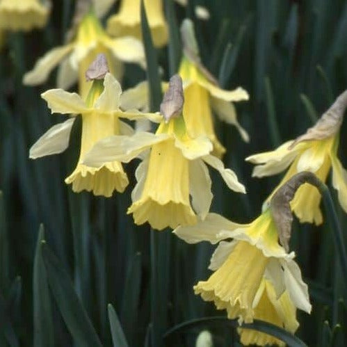 Narcissus 'W. P. Milner'